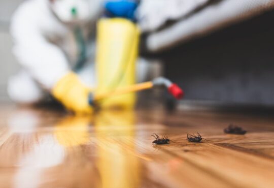 Professional Pest Control Services