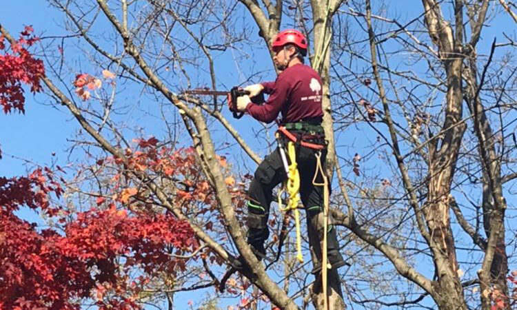 Tree Service